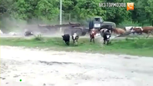 В Пензенской области сняли на видео, как неуправляемый грузовик убивает коров