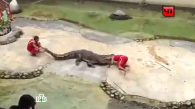 Крокодил едва не откусил голову дрессировщику на популярном шоу