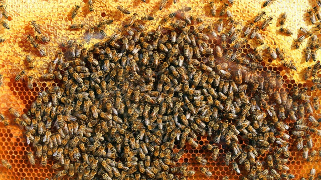 Американские пчелы насмерть загрызли лошадей и покусали всадников