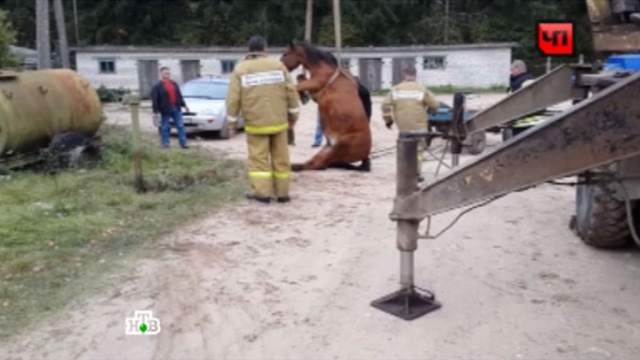 Псковские спасатели достали из заброшенного колодца коня