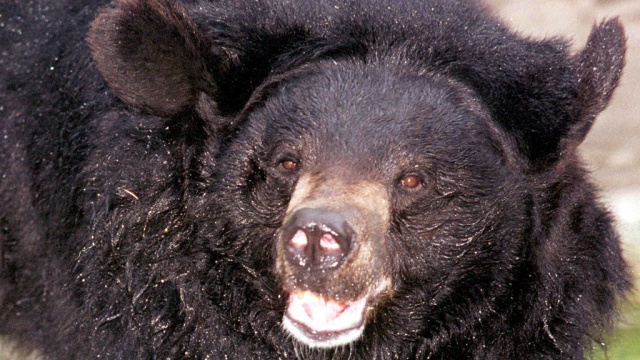 Медведь убил и съел пенсионера на Камчатке