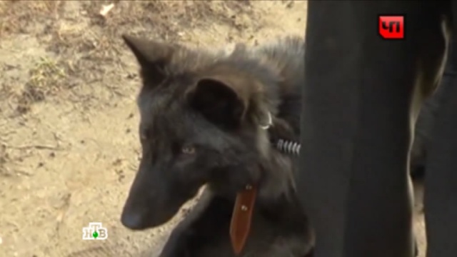 Жители нижегородской деревни просят защиты от волков из зверинца