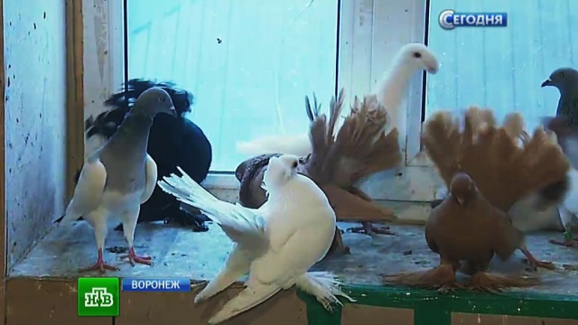В Воронеже выбрали самых изящных голубей России