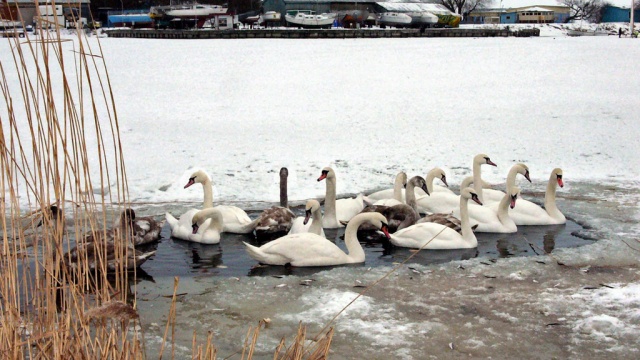 В Башкирии стая залетных лебедей вмерзла в пруд