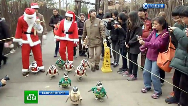 В преддверии Нового года в Южной Корее устраивают шествия Санта-пингвинов