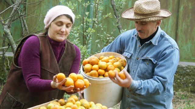 Впервые за 7 лет на новогодних столах россиян появятся грузинские мандарины