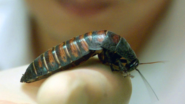 Австралийские медики удалили двухсантиметрового таракана из уха мужчины