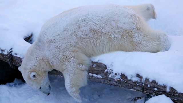 В Штутгарте белый медведь умер после обеда из куртки посетителя