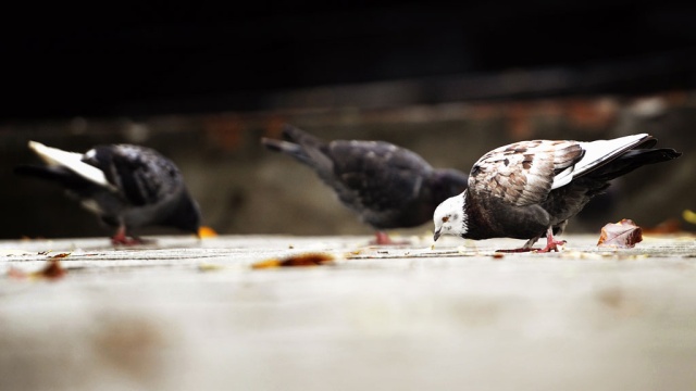 Житель Тулы похитил стаю голубей ради признания в любви