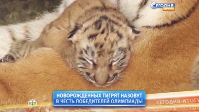 Родившихся на Ставрополье тигрят назовут в честь россиян — чемпионов Сочи
