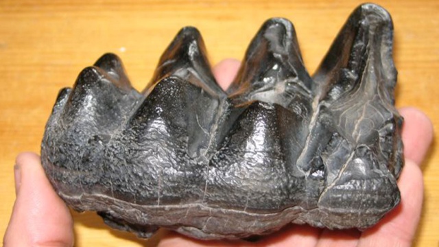 Школьник из США нашел в ручье зуб мастодонта, утонувшего 10 тысяч лет назад