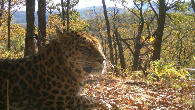 Приморский губернатор попросил помощи в выборе имени для леопарда