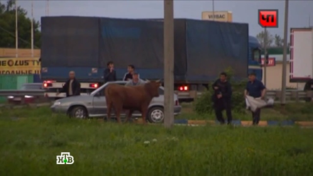 Убежавший от смерти бык устроил переполох в Краснодаре