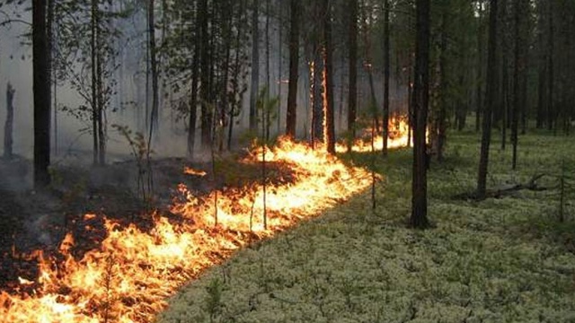 Площадь природных пожаров в Иркутской области выросла в 50 раз 