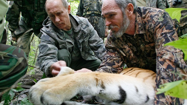 Владимир Путин выпустил в тайгу трех тигров, выращенных в заказнике