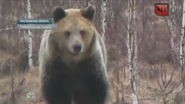 Медведь терроризирует одинокую жительницу Костромской области