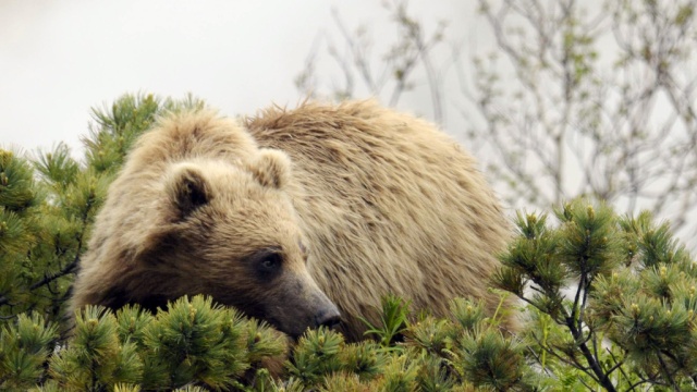 На Камчатке медведь растерзал женщину