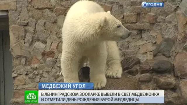 Малышке-медведице из Петербурга подберут имя всем городом
