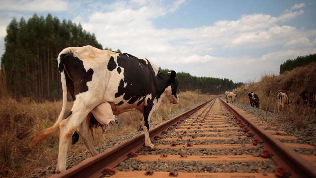 В Удмуртии поезд переехал 15 коров 