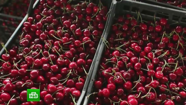 Россельхоз запретит фрукты из Польши, Молдавии и Нидерландов
