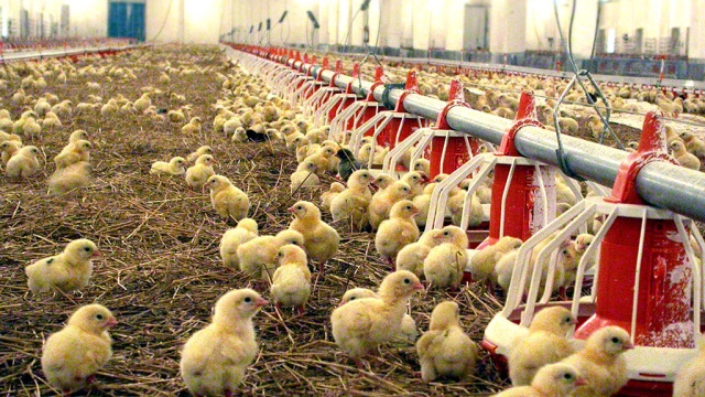 На белгородской фабрике 70 тысяч цыплят задохнулись из-за электрика