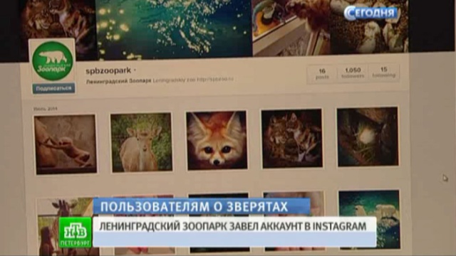 Ленинградский зоопарк завел аккаунт в instagram