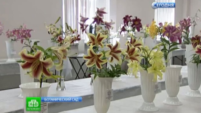 Более 150 сортов лилий представили на выставке в Петербурге