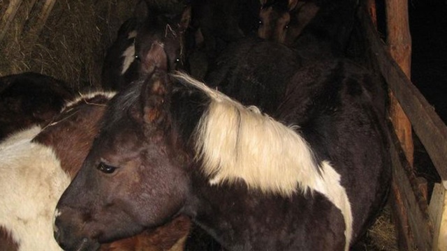 Неизвестные похитили лошадь и жеребенка из частной конюшни в Новой Москве