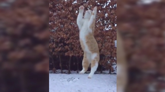 Играющий в снежки кот стал звездой Интернета