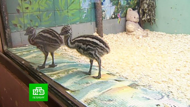В Ленинградском зоопарке обживают вольер страусята эму