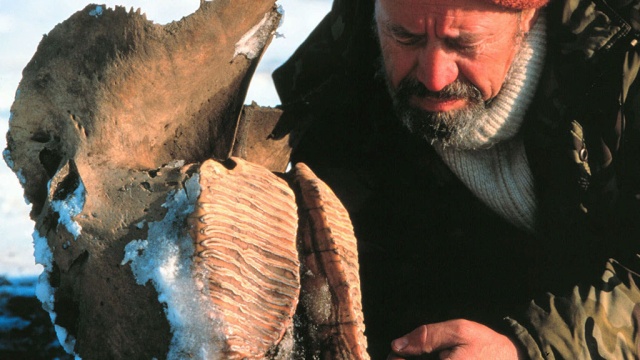 Нефтяники из Ханты-Мансийска нашли останки мамонта