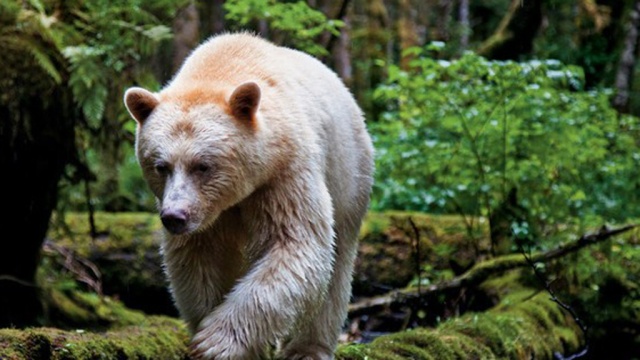 Пользователи соцсетей придумают прозвище для медведя-блондина из брянского леса 