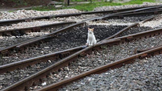 Голландский машинист экстренно остановил поезд ради спасения котенка