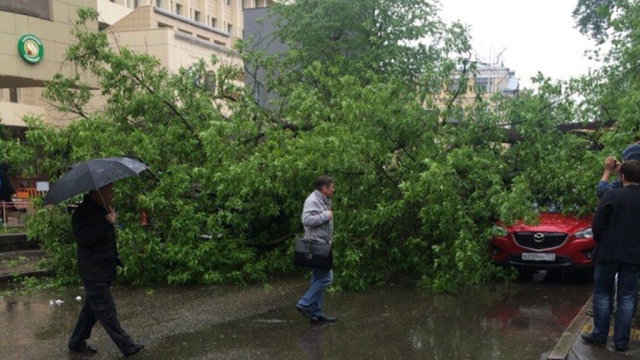 Дерево упало на женщину в центре Москвы