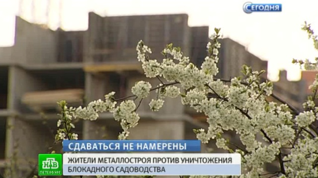 В Петербурге отдали под госзастройку блокадное садоводство