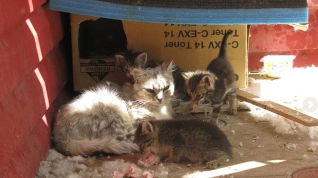 Жительница Волгодонска жестоко убила котенка на глазах у прохожих