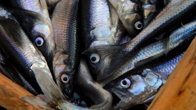 Шпрот не пройдет: Россия запретила ввоз рыбной продукции из Латвии и Эстонии