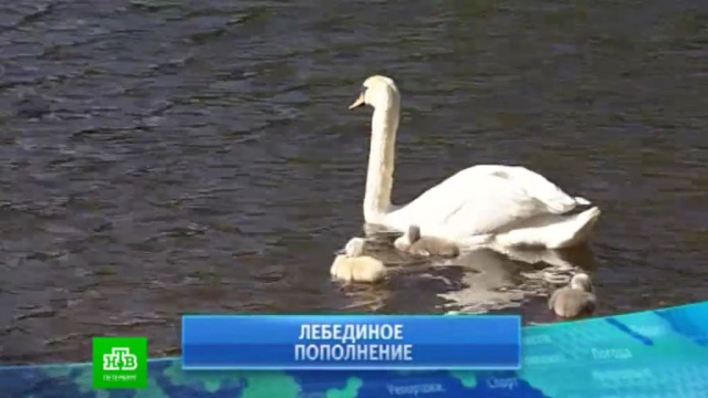 В петербургском ЦПКиО выплыли в свет четверо лебедят