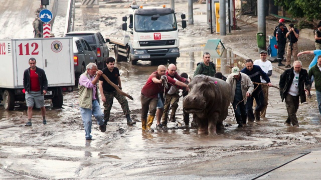 В тбилисском зоопарке из поврежденной трубы бьет фонтан