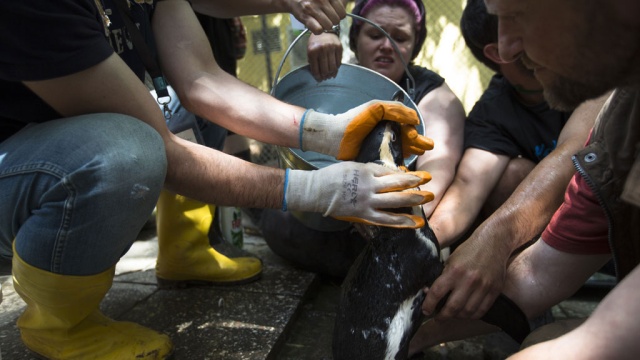 Побег из Тбилиси: смытый наводнением пингвин доплыл до Азербайджана