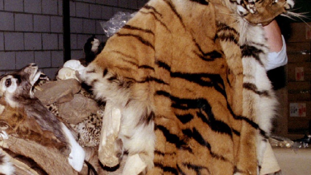 В Приморье схватили мужчин, пытавшихся продать шкуру амурского тигра