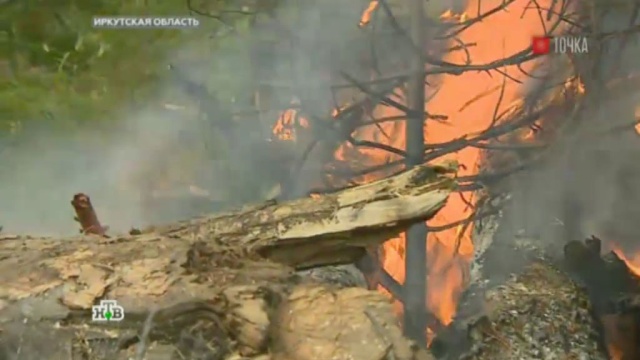 Огненный Байкал: в масштабных пожарах обвинили черных лесорубов