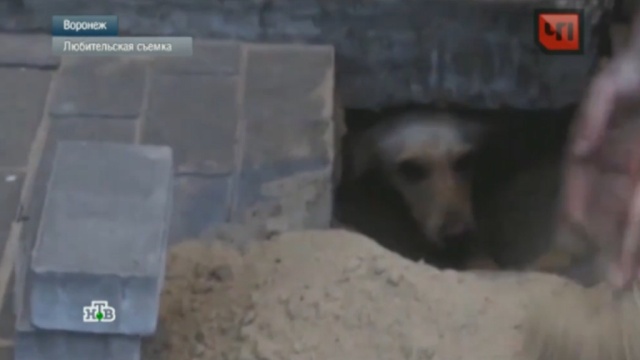 Спасенная из бетонного плена воронежская собака Белка потеряла щенков