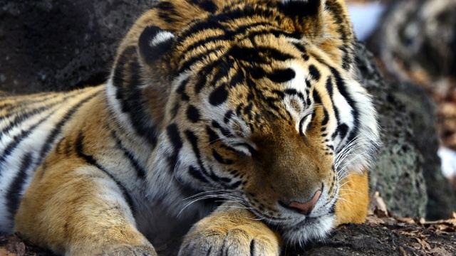 Путин поздравил российских волонтеров и экологов с Днем тигра