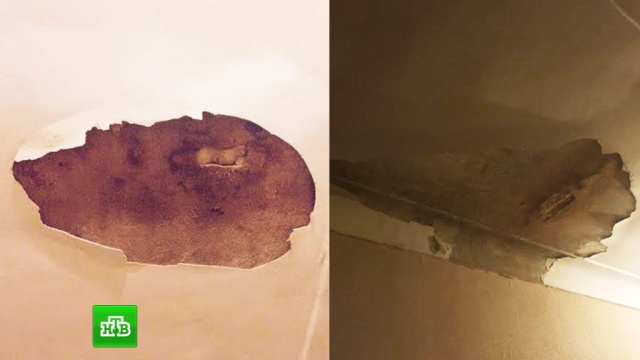 Жительница Подмосковья жалуется на стекающие с потолка фекалии 30 соседских собак 