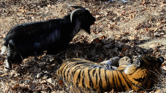 Козел Тимур и тигр Амур встретили Новый год без спиртного