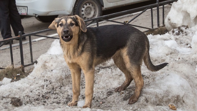 У саратовской школы собаки покусали пятерых детей