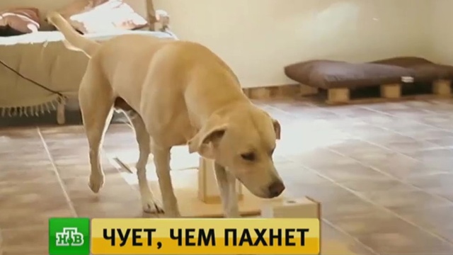 : ntv.ru