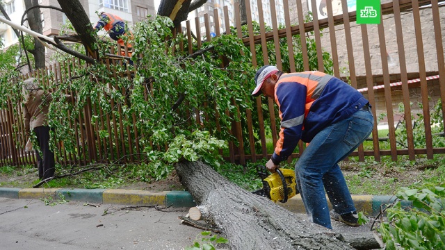 Коммунальщики очистили улицы Москвы от поваленных деревьев