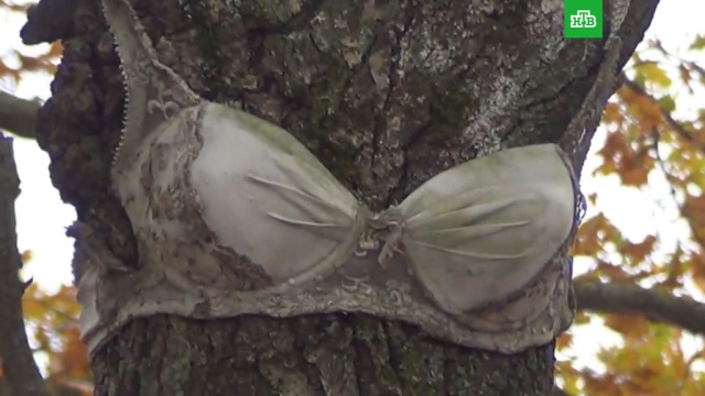 В Тульской области нашли жуткую аллею с лифчиками на деревьях: видео